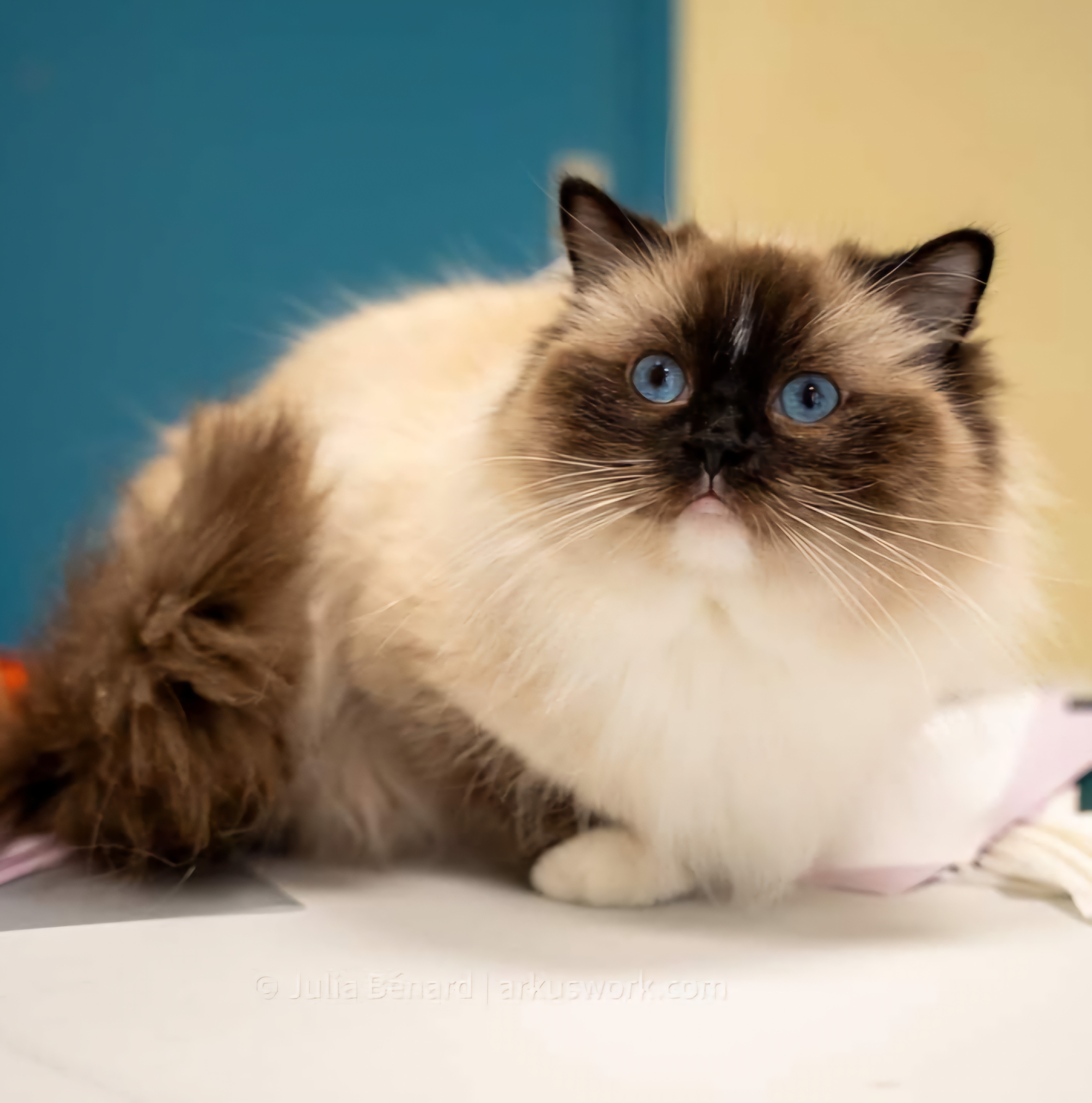 ragdoll seal